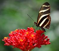 butterfly feast�